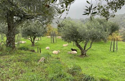 Quinta da Moita Agroturismo - Foto 35