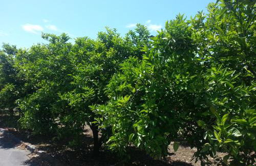 Agriturismo Gianferrante - Foto 43