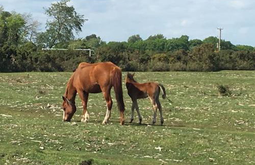 The Stables - 2 bed with large garden and hot tub. - Foto 30