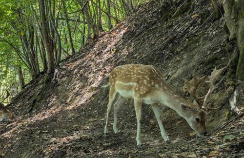 Rêverie Amatrice - Foto 39