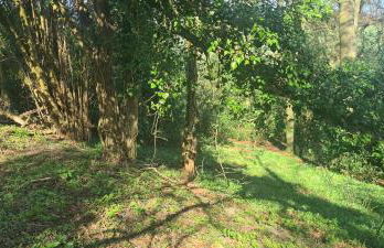 Treetops Studio Apartment - Foto 16