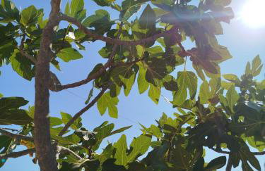 Nereids Apartments-Pronoe - Foto 42