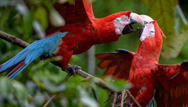 Bando de papagaios em Tambopata