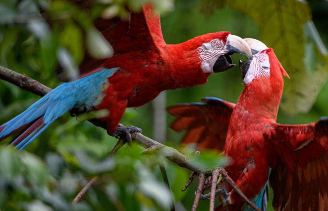 Tambopata Parrot Clay Lick Tour: 6 Days - Photo 2
