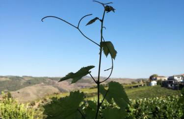 O Ze Ja Dormiu Aqui - Foto 37