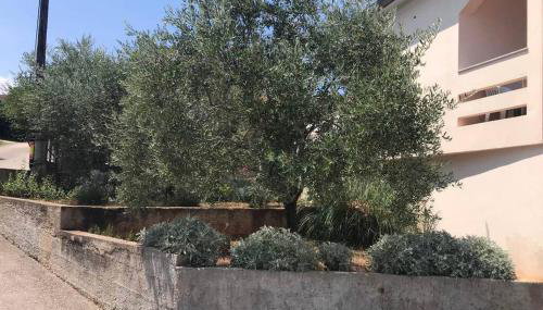 Orhideja Apartment - Foto 5, Garden