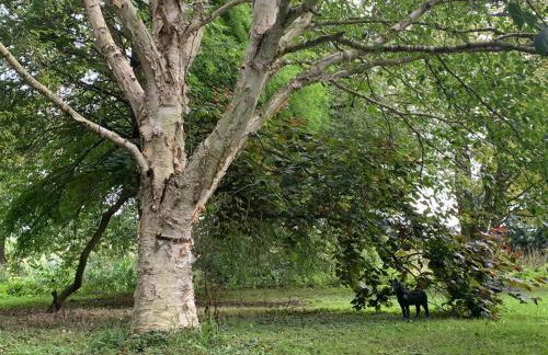 Starry Meadow & Rescued Animal Experiences - Foto 14