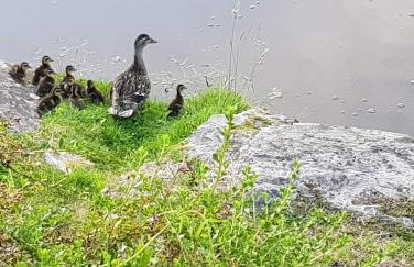 81 Glan Gwna chalet with lakeside balcony - Foto 17