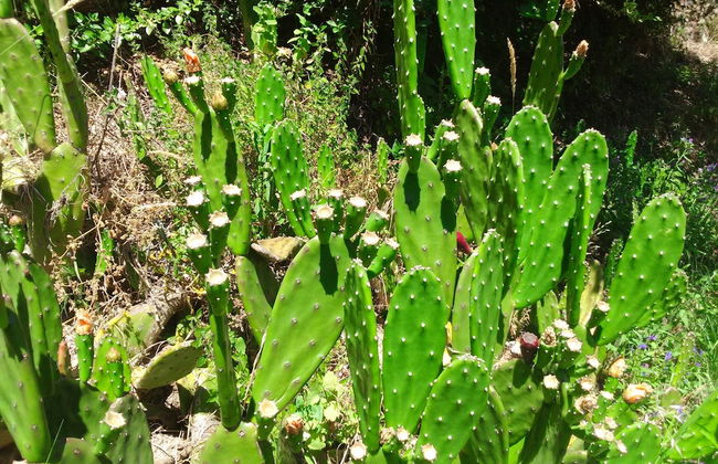 Aparthotel Quinta do Crestelo - Foto 53