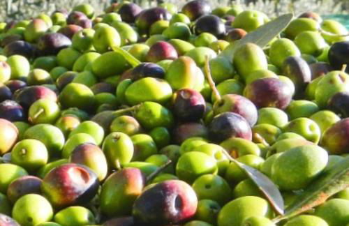 Agriturismo Rigone in Chianti - Foto 27