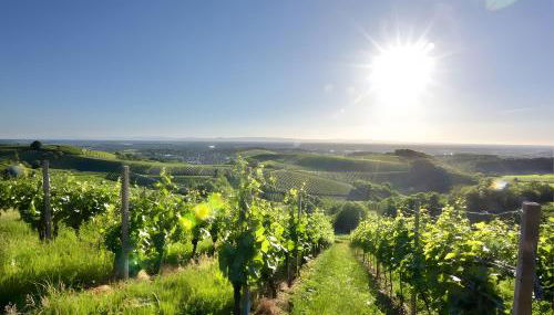 Fewos Weingut Pieper Basler - Foto 2