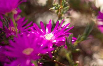 VITEDIMARE APARTMENT SABBIA - SAND - Foto 31