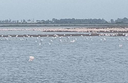 La Daurada - Foto 26