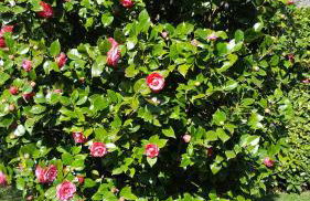 Casa Vacanze Le Violette - Foto 18