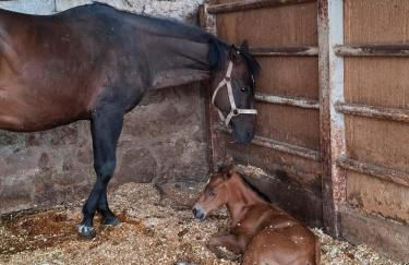 Ladinser Hof Western Suite - Foto 24