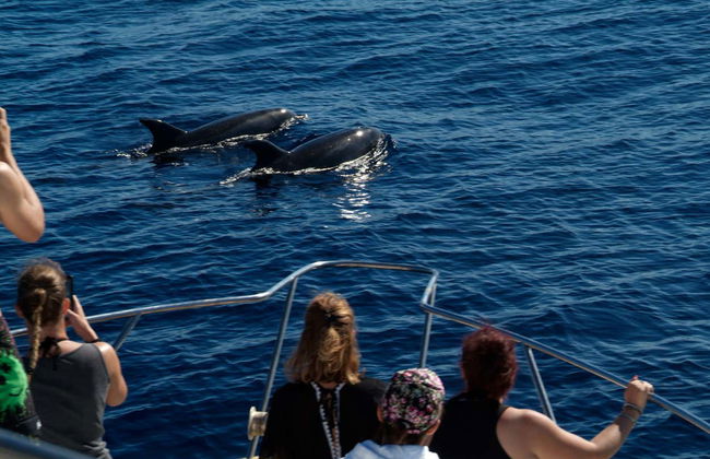 Avistamiento de cetáceos en Las Galletas - Foto 1