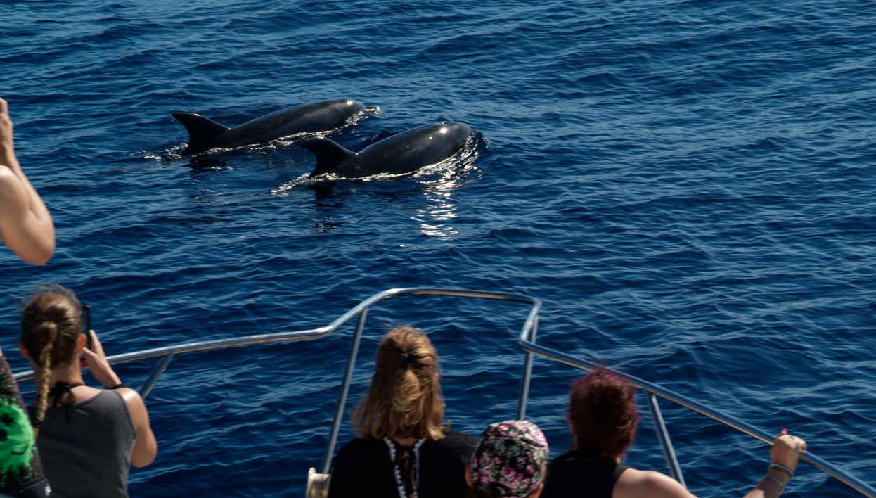 Spotting a pair of dolphins in Tenerife