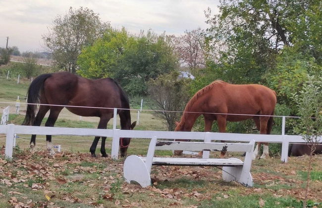 ESCUS HORSES - Foto 28