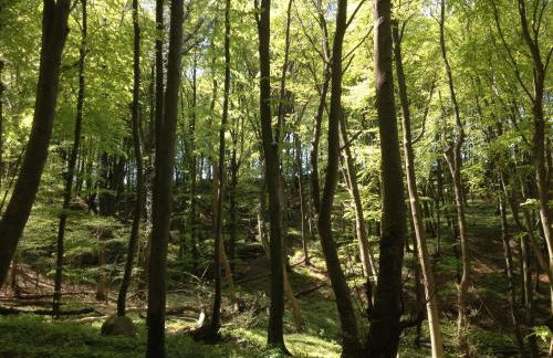 Ferienwohnung "Möwe" im Ferien-Resort Rügen - Foto 35