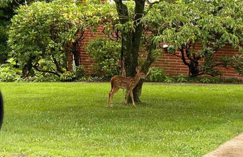 Little Fawn Lookout- Peaceful & Convenient Retreat - Foto 13