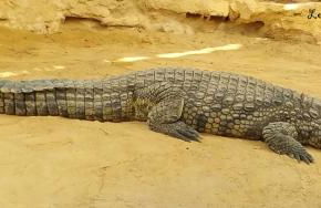 Le Mas du Paulou - Foto 9