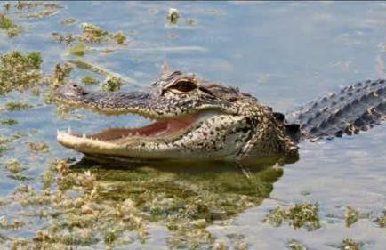 StylishAptWtrGrdnOppLake&Prk&Yrd - Foto 37