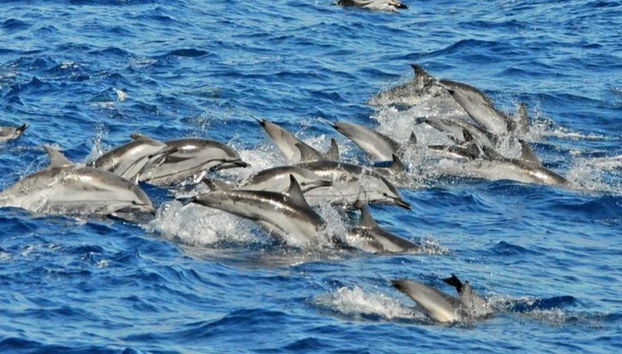 Experience a Sunrise with Dolphins - Early Morning Boat Tour - From Port d’Alcudia - Photo 3