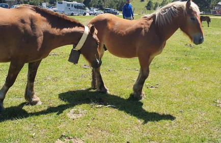 STUDIO LA POULE AU POT pieds des pistes font Romeu Pyrénées 2000 - Foto 23