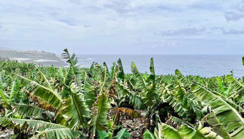 Banana Paradise - Foto 5, Garden, sunbed, Garden view, towels, dishwasher, pet friendly, heating