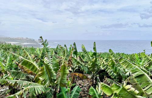 Banana Paradise - Foto 5