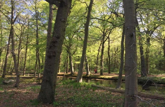 Apartment in Bergen Near Schoorl Dunes - Photo 36