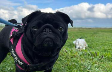 Luxury Shepherd Hut in the Peak District - Foto 54