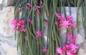 Apartments by the sea Cove Mala Pogorila, Hvar - 8952 - Foto 13