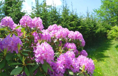 Ferienwohnung Blaumeise - Foto 50