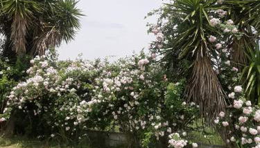 THE MANSION OF DIONISOS AND DIMITRAS - Foto 3