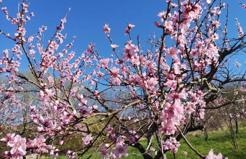 Ferienhaus Am Reilsbach - Foto 9