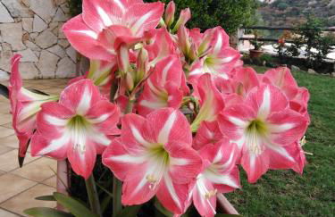 casa bellavista - Foto 19