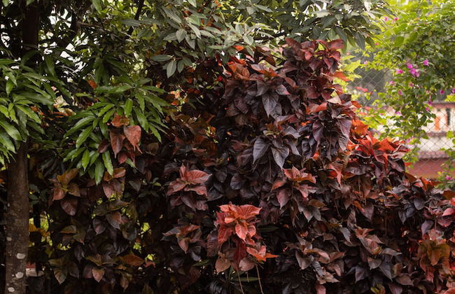 Dulwich Park View, Panchgani - Amã Stays & Trails - Foto 3