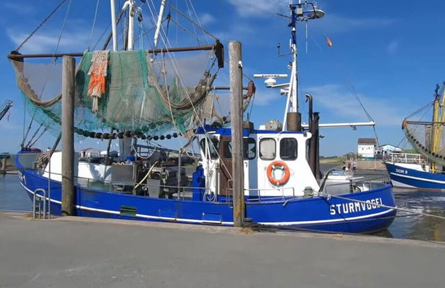 Sun, Mudflats and sea - Foto 26