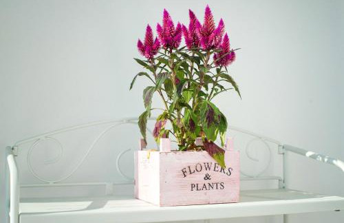 Apartment Carmela - Foto 40