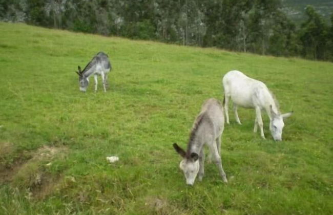 Casa de Aldea Ruiloba - Foto 13
