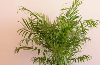 Pantheon Luxury Villas - Foto 38