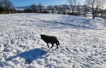Curlew Cottage Eldwick peaceful location where you can watch the horses - Foto 21