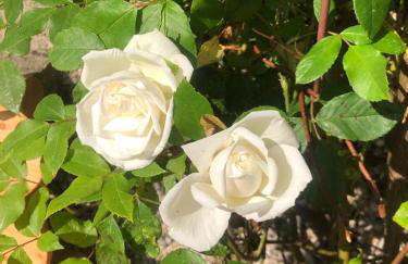 Ballyconnelly Cottages, Galgorm area - Foto 8