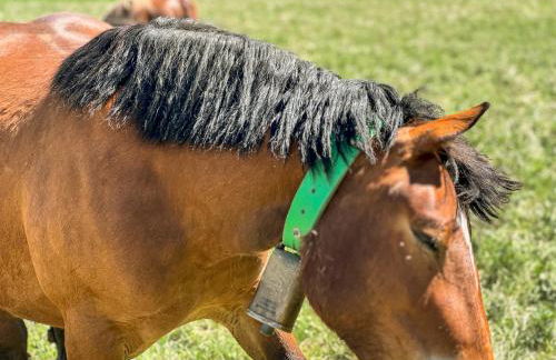 Masía Cal Kenyon - Foto 30