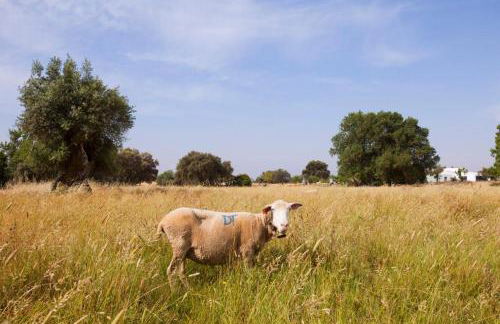 Casa do Vale da Terra Negra - Foto 31