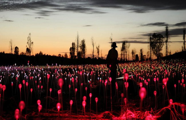 Uluru Sonnenaufgang und Field of Light – Tour in kleiner Gruppe - Foto 3