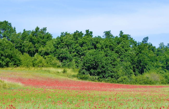 Private Garden House in Redortiers - Foto 43