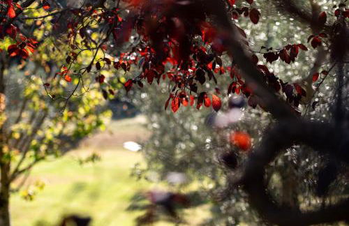 Tenuta Aronne - Foto 38