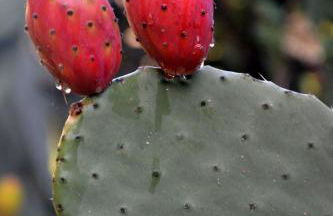 Agriturismo Torre Del Golfo - Foto 57